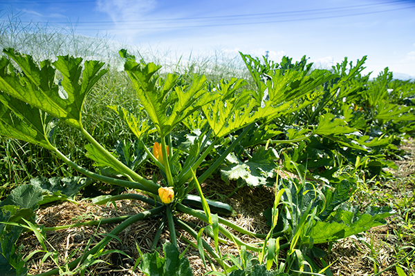 野菜へのこだわり