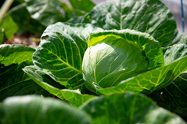 野菜へのこだわり